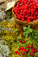 fresh cranberries in a basket organic vegetarian against the background of forest moss and bark