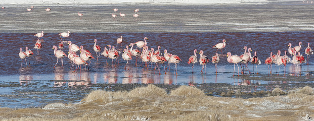 Obraz premium Group of pink flamingos in the colorful water of Laguna Colorada, a popular stop on the Roadtrip to Uyuni Salf Flat, Bolivia