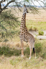 Reaching for the Leafs