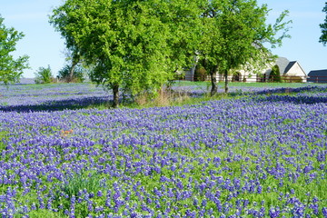 Bluebonnet flowers blooming during spring time near the Texas Hill Country