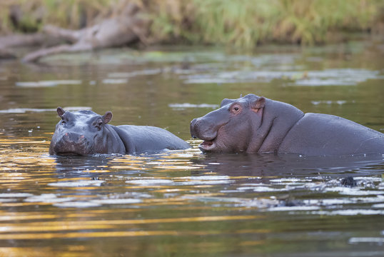 Hippopotamus , Kruger National Park , Africa