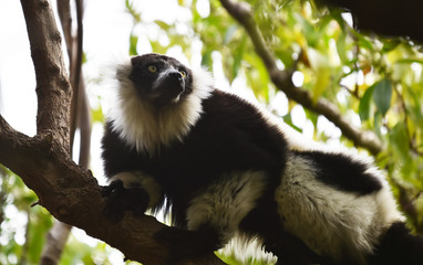 monkey in the jungle