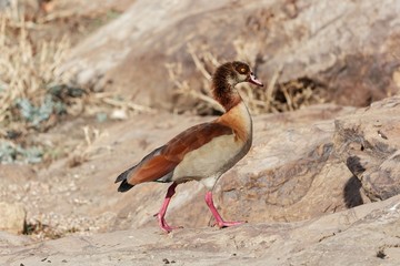 Egyptian goose (Alopochen aegyptiaca)
