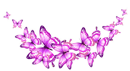 beautiful pink butterflies, isolated  on a white