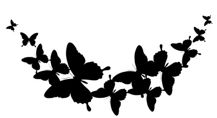 black butterfly, isolated on a white
