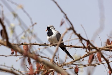 Namaqua dove (Oena capensis) in a tree