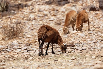 Fototapeta premium Sheep grazing on a dry field