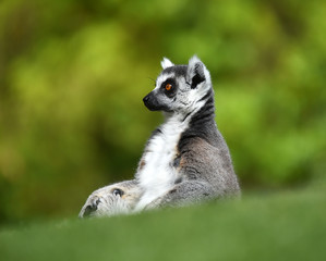 lemur