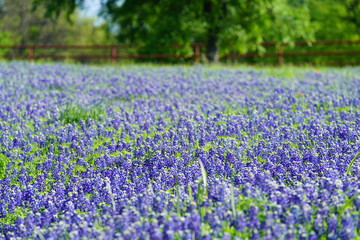 Obraz premium Bluebonnet flowers blooming during spring time near Texas Hill Country, USA