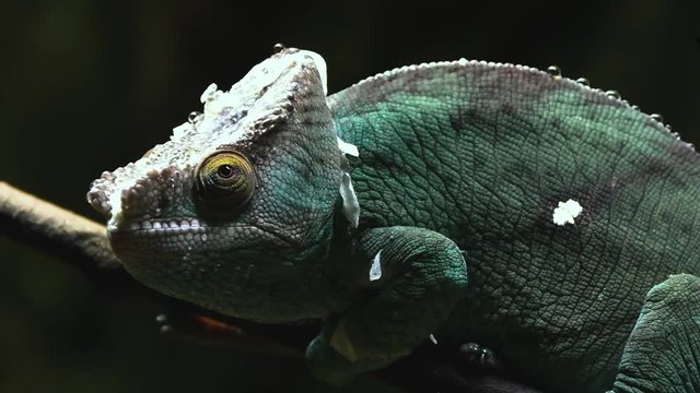 Parson Chameleon walking over twig and moving slowly
