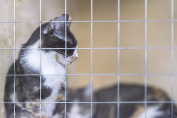 Sad homeless alone cat, sitting in cage behind bars in animal shelter waiting for someone to adopt him