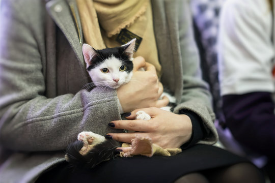 Frightened black and white kitten in hands of girl volunteer, in shelter for homeless animals. Girl takes cat to her home.