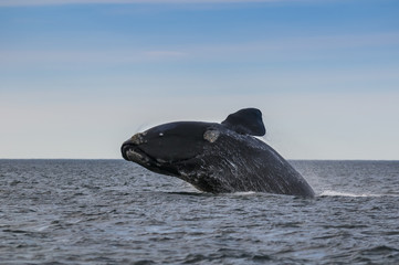 Fototapeta premium Whale Jump, Patagonia