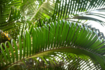 Obraz na płótnie Canvas Brunches of palm tree. Green leaves background. Wallpaper with thin palm leaves.
