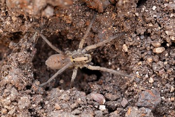 Funnel web spider