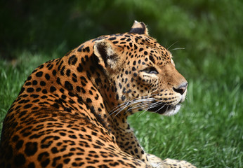 Fototapeta premium leopardo