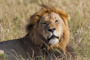 Male lion resting in the Masai Mara national Park in Kenya