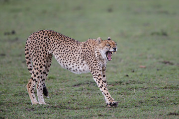 Cheetah yawning in the Masai Mara national Park in Kenya