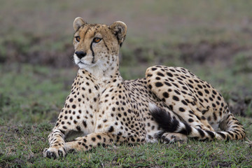 Naklejka na ściany i meble Cheetah resting in the Masai Mara national Park in Kenya
