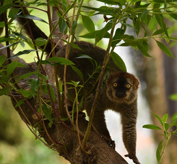 lemur