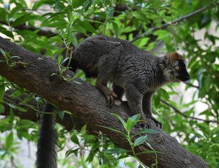 lemur en arbol