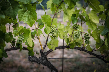 Grapes growing on plants in vineyard