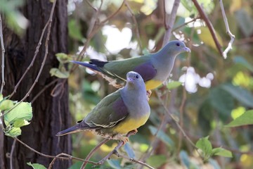 A pair of Bruce's green pigeon (Treron waalia) in a tree.