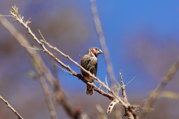 Cut-throat finch (Amadina fasciata) on a branch.