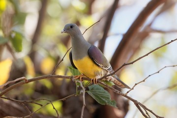 Bruce's green pigeon (Treron waalia) in a tree.