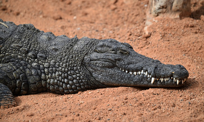 crocodile