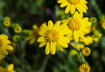 First spring flowers