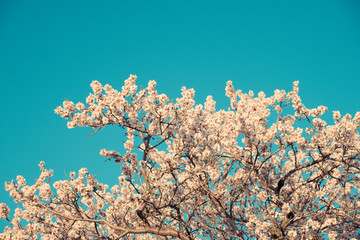 Blooming tree in spring in light blue tones