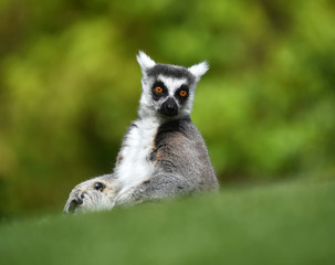 lemur