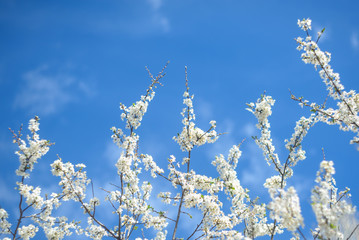Blooming tree in spring in light blue tones
