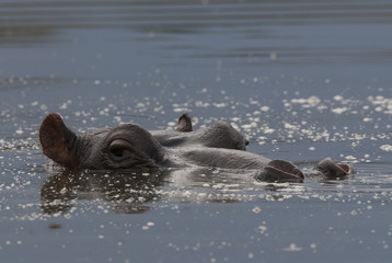 Fototapeta premium Hippopotamus , Kruger National Park , Africa