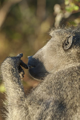 Baboon, portrait, South Africa