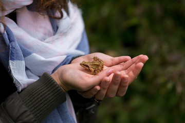 Hands holding a brown frog on green background