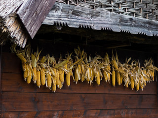 Dry corn cobs hanging under a rustic wooden cornice