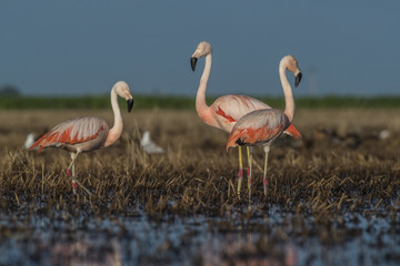 Flamingos, Patagonia Argentina