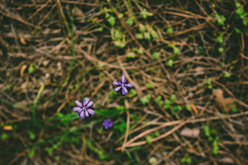 Flower. Little violet flower in the forest. Macro.