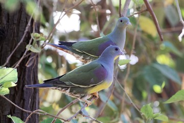 A pair of Bruce's green pigeon (Treron waalia) in a tree.