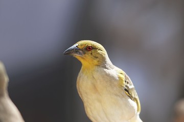 Village weaver (Ploceus cucullatus)