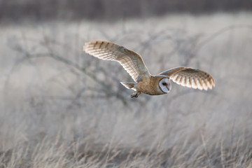 Barn owl hunting