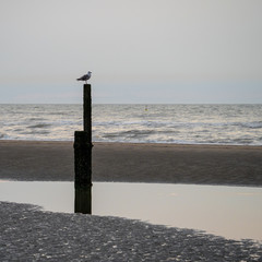 M&ouml;we in Abend&auml;mmerung auf Strandpfahl