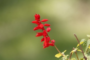 Tropical sage (Salvia splendens)