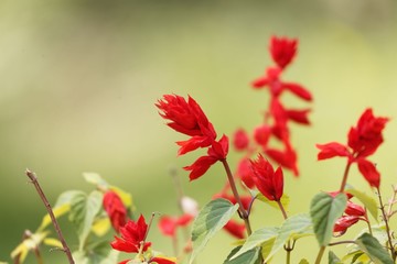 Fototapeta premium Tropical sage (Salvia splendens)