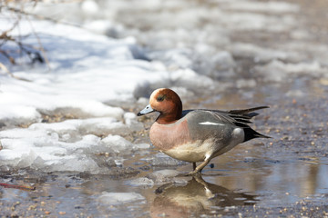 Eurasian wigeon duck