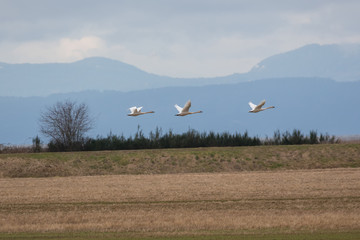 Trumpeter swan  migration