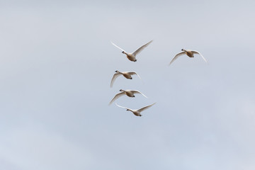 Trumpeter swan  migration