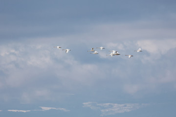Fototapeta premium Trumpeter swan migration